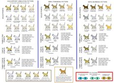 the different breeds of cats are shown in this chart, and there is also an image of