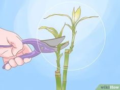 How to Trim Lucky Bamboo Plants: 11 Steps (with Pictures) Organic Fungicide, Plant Growing