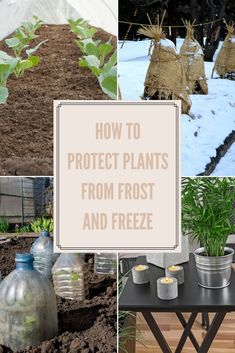 several pictures of plants and water bottles in the snow with text overlay that reads how to protect plants from frost and freeze