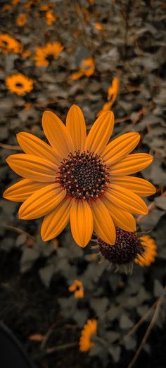 an orange flower with black center surrounded by yellow flowers