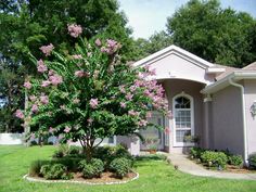 a tree in front of a house with pink flowers on the trees and bushes around it