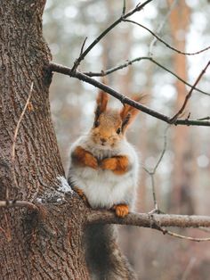 a squirrel sitting on top of a tree branch