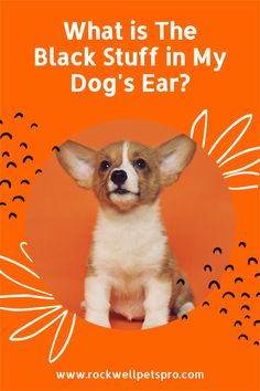 a small dog sitting in front of an orange background with the words what is the black stuff in my dog's ear?