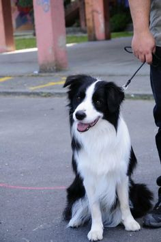 a black and white dog sitting on top of a street next to a person holding a leash