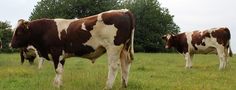 three brown and white cows are standing in the grass near some trees on a cloudy day