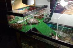 there is a turtle in an aquarium with grass on the bottom and rocks below it