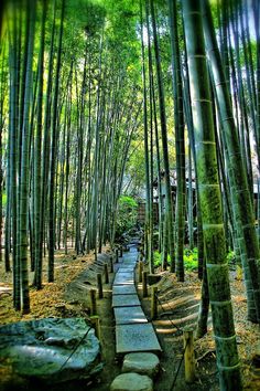 a path in the middle of a bamboo forest with stepping stones leading up to it