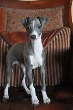 a small gray and white dog standing on top of a brown leather couch next to a wall