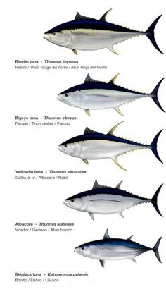 the different types of fish that can be found in the ocean and on land, including tuna