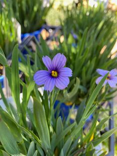 Sisyrinchium angustifolium 'Devon Skies' - The Curious Gardener Plants For Hanging Baskets, Planting Bulbs, Perennial Plants, Trees And Shrubs