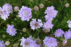 purple flowers are blooming in the grass