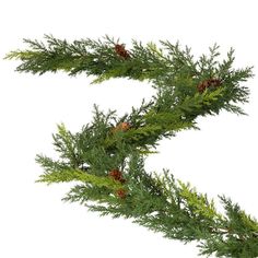 evergreen branches with pine cones on white background