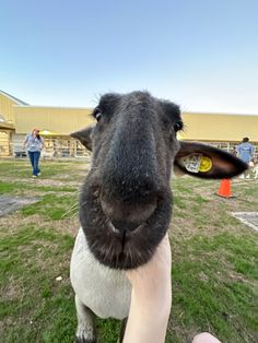 a close up of a sheep's face with people in the background