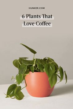 a pink potted plant with the words 6 plants that love coffee on it's side