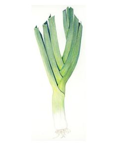 a drawing of celery stalks on a white background with watercolor pencils