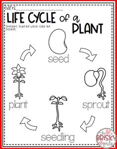 the life cycle of a plant worksheet for kids to learn how to write and draw