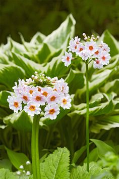 some white flowers and green leaves on a sunny day