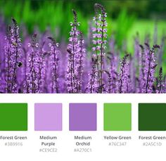 the color scheme is purple and green, with different shades to choose for each plant