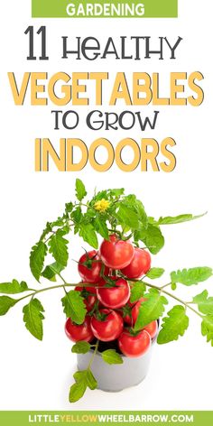 tomatoes growing in a pot with text overlay reading 11 healthy vegetables to grow indoors