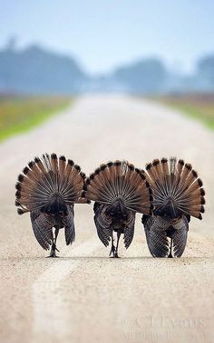 three turkeys standing in the middle of a road