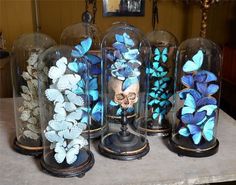 there are many blue butterflies in the glass domes on top of each other, and one is skull