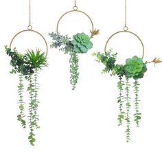 three hanging planters with green plants and greenery in them, on white background