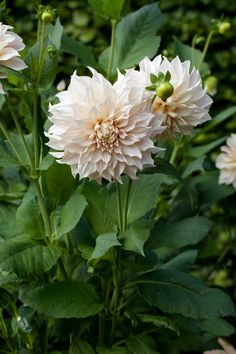 several white flowers with green leaves in the background