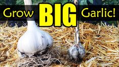 two garlic bulbs sitting on top of hay with the words grow big garlic above them