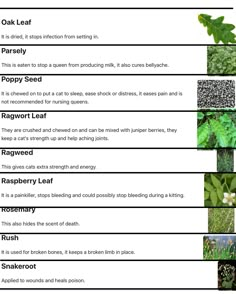 an image of plants that are labeled in the following words, including flowers and leaves