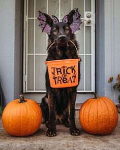 a dog sitting in front of a door with trick or treat written on it's chest