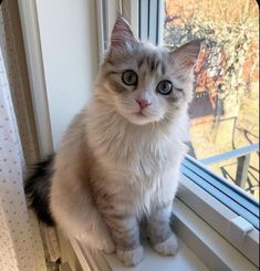 a white and gray cat sitting on top of a window sill