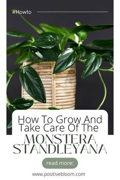 Find out everything you need to know about the Monstera standleyana. Learn the plant features, care requirements, propagation methods, and common issues. Monstera Standleyana Albo, Monstera Varieties, Propagation Methods, Monstera Standleyana, Plant Witch, Plant Care Guide