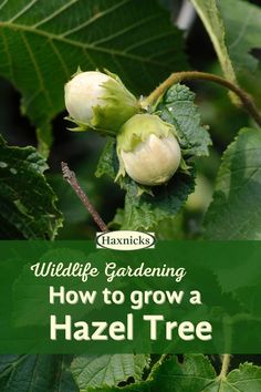 Hazelnuts growing on a hazel tree grown from seed Hazel Tree, Hazelnut Tree, Growing Carrots, Gardening Planting, Growing Lettuce, Wildlife Gardening