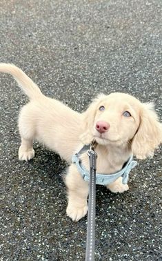 a small white dog with a leash on it's neck standing in the street