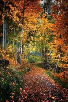 a path in the woods with lots of leaves on it and trees lining both sides