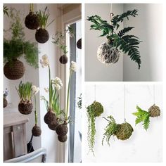 four different pictures of plants hanging from the ceiling