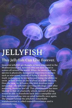 the jellyfish can live forever