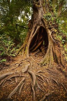 a large tree with its roots exposed in the ground