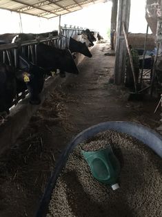 several cows in a barn eating hay