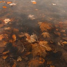 leaves floating on the surface of a body of water