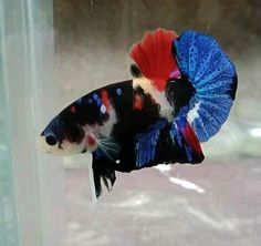 a red, white and blue siamese fish hanging from a glass window sill