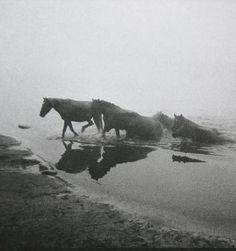 horses are walking in the water on a foggy day with no one around them