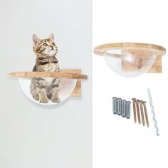 a cat sitting on top of a wooden shelf next to screws and nail files