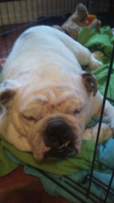 a large white dog laying on top of a green blanket next to a metal cage