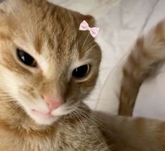 an orange and white cat with a pink bow on its head looking at the camera