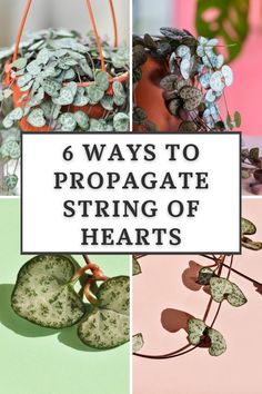 four images with the words 6 ways to propagate string of hearts