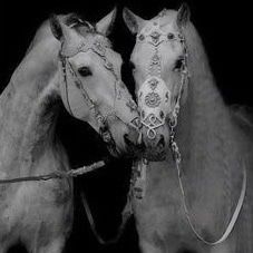 two horses are standing next to each other