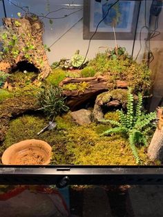 an aquarium with plants and rocks in it