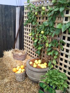 an outdoor area with straw bales, plants and fruit in containers on the ground