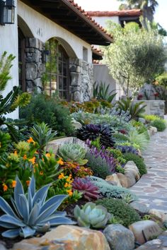 an assortment of succulents and other plants in front of a house with stone walkway